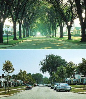 Street in Detroit 1971 and 1984: Trees disappearing