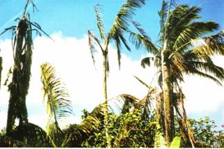 Huelo Point coco trees