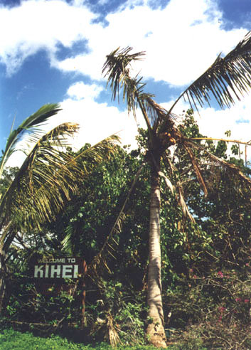 Kihei infected coco trees